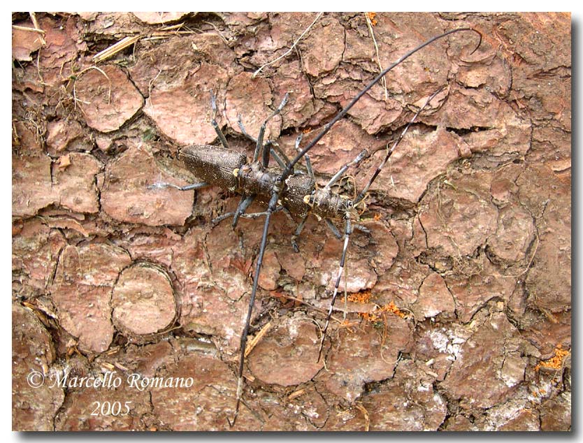 Monochamus sartor, Cerambicide delle Alpi orientali